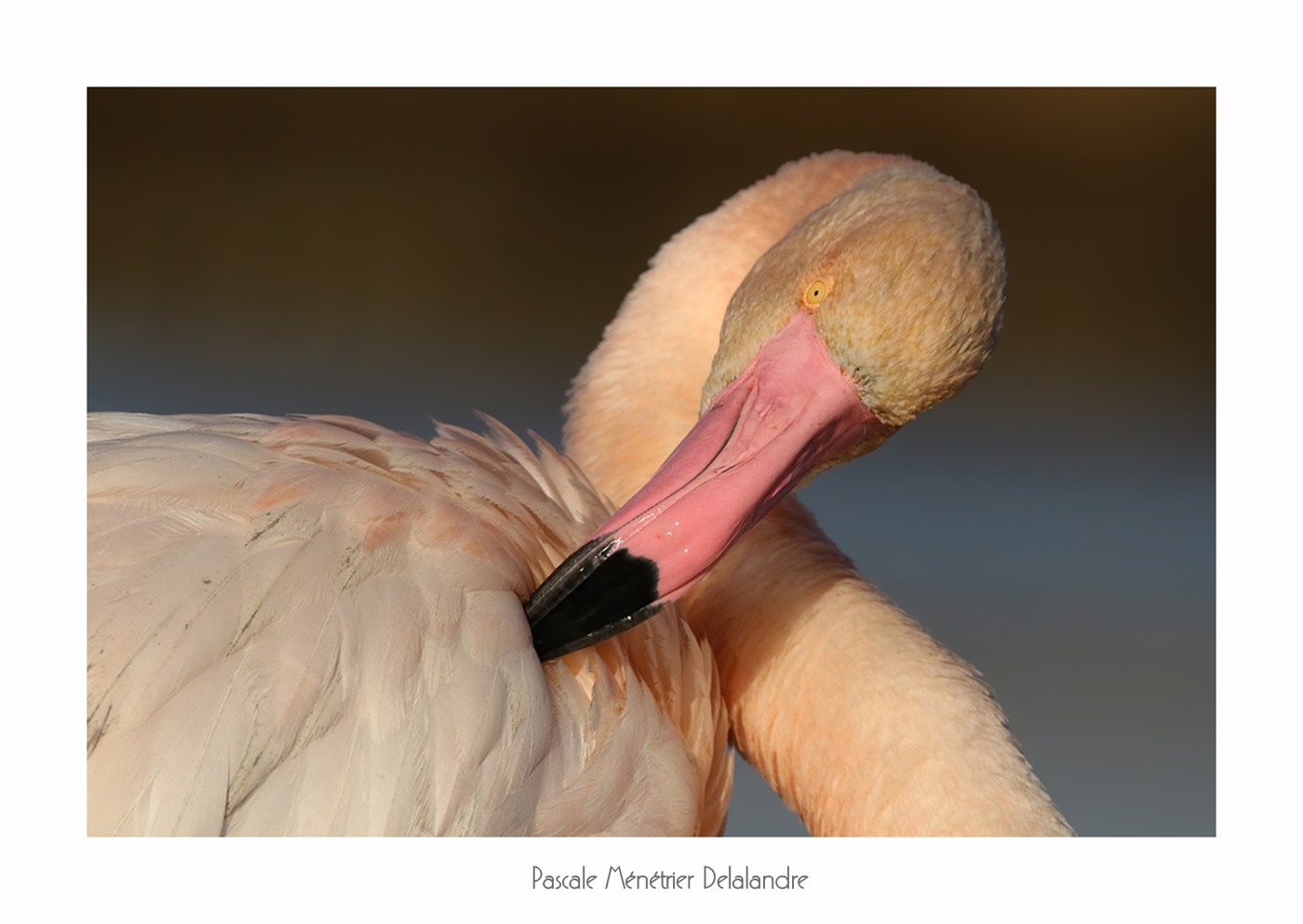 Flamants roses du Méjean
