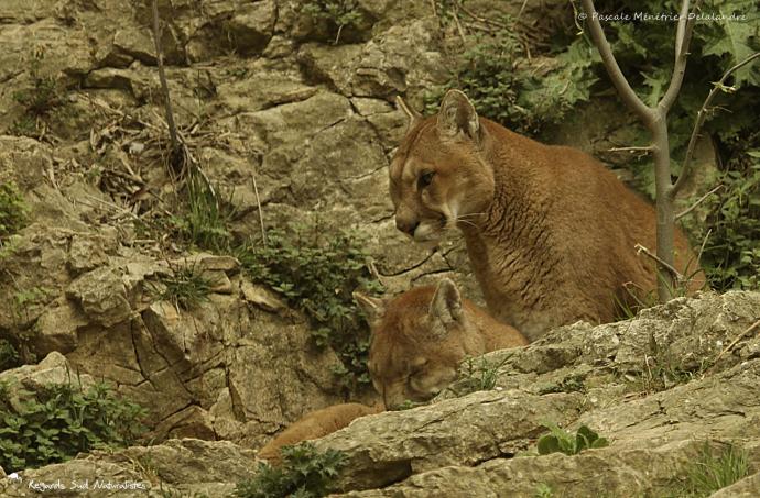 Puma  (Puma concolor)