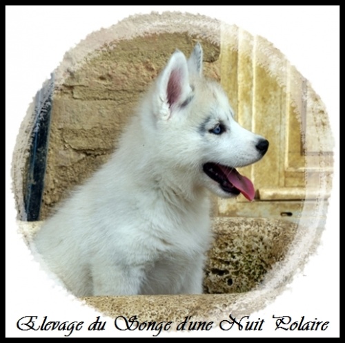 Chiot Husky Femelle 4 (56j)
