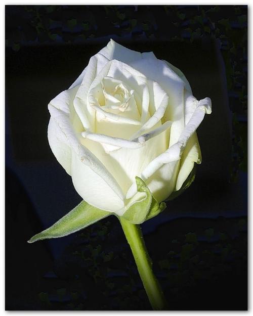 http://unpeudebonheur.centerblog.net/rub-images-les-roses-blanches.html