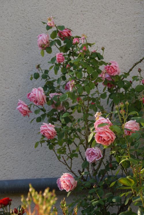 Un jour, une rose : 'Caroline Testout