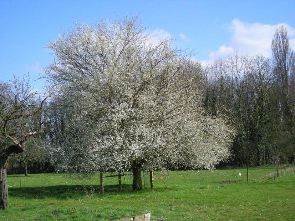 Il est là le printemps