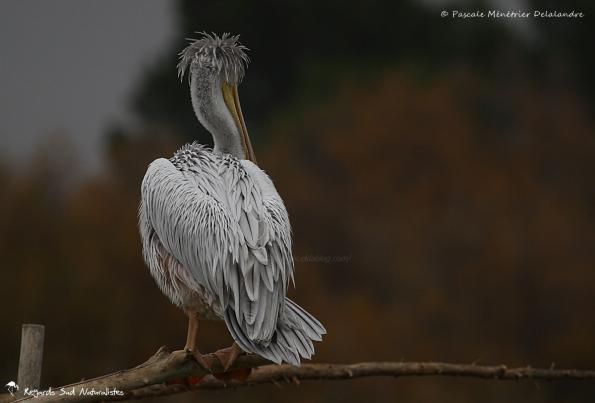 Et si je ne regardais pas tout simplement ? 