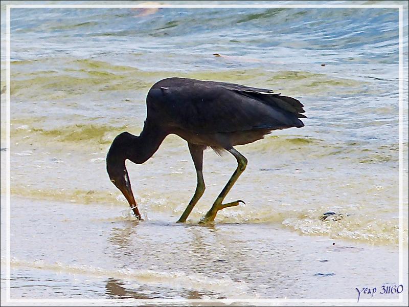La bonne chasse de l'Aigrette sacrée, Pacific Reef Heron (Egretta sacra) - Huahine - Polynésie française