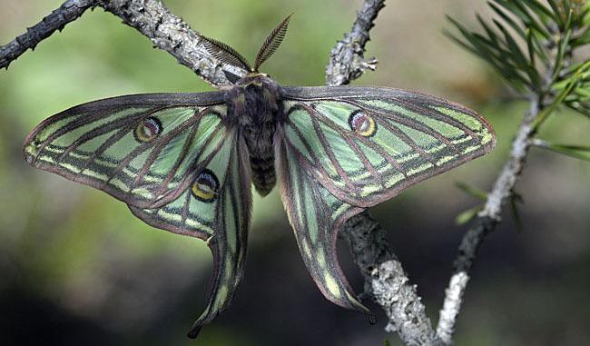 LEPIDOPTERES 3