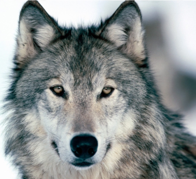 [R&T => Février] Masque ou Loup ?