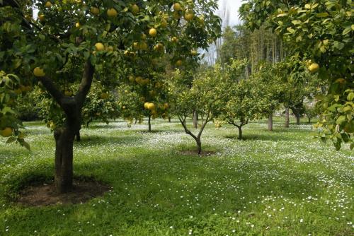 Arbre fruitier  ; Citronnier