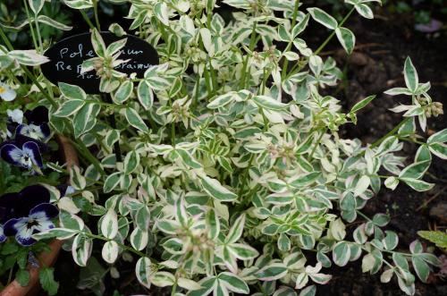 Polemonium reptans stairway to heaven