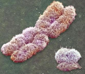 3 - Les Haplogroupes de l'ADN Y