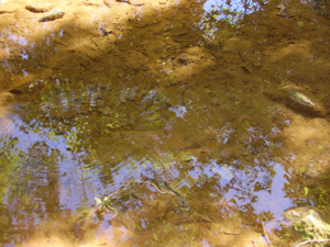 Les reflets de lumière de Cat