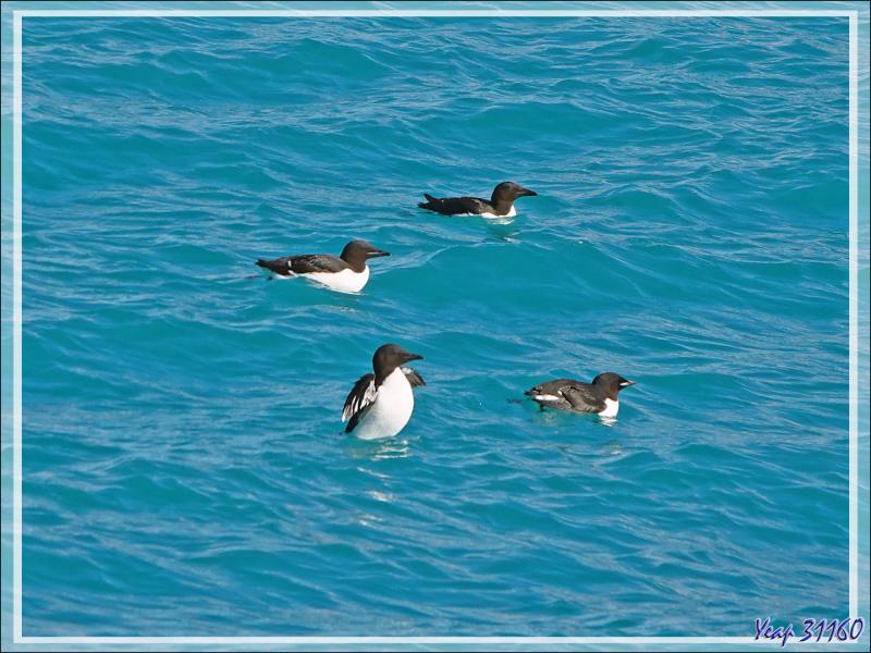 Un peu de "birdwatching" (observation d'oiseaux) le long du Glacier Bråsvell (Bråsvellbreen) - Calotte glacière Austfonna - Nordaustlandet Island - Svalbard - Norvège