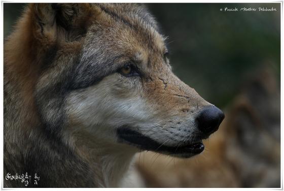 Loups de Sibérie (Canis lupus albus)