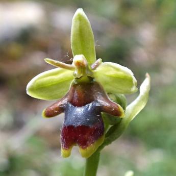 Ophrys aymoninii  -  ophrys d'Aymonin*