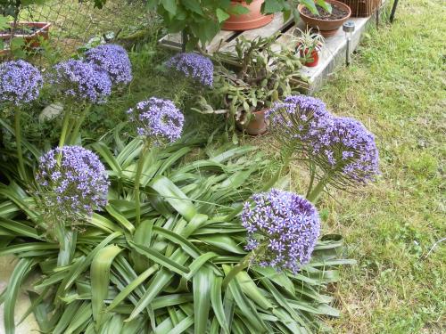 Un petit tour au jardin 