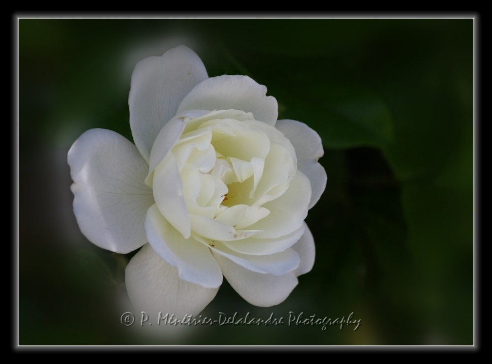 Roses blanches...