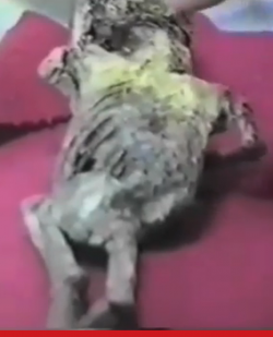 L'humanoïde d'Atacama (Chili)