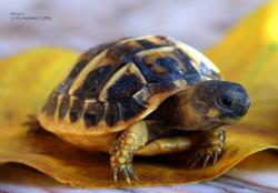 Tortues (fin d'été)