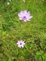 Petites sorties diverses ... 