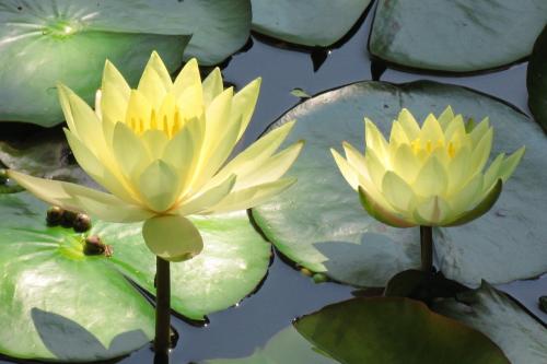 Fleurs cultivées : Nénuphar
