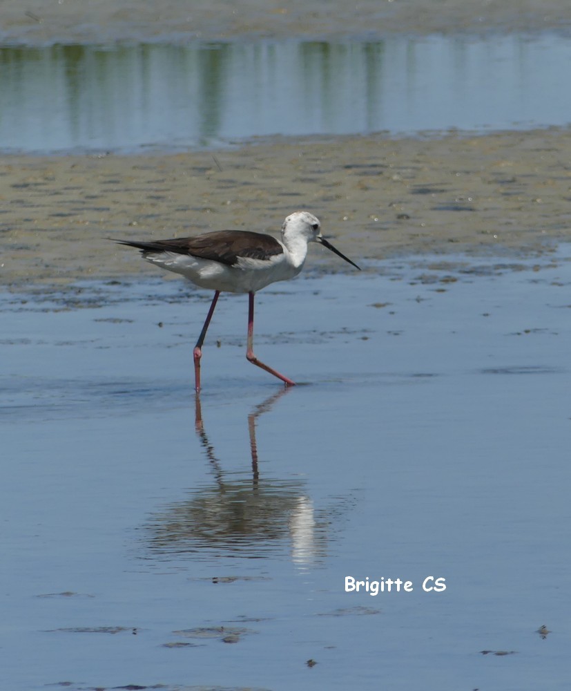 Les échasses blanches au Parc du Teich...