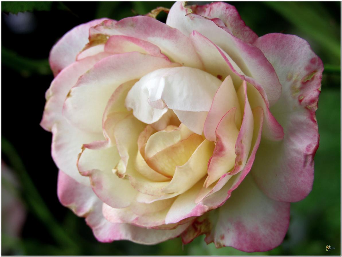 2024  LES ROSES DU JARDIN 