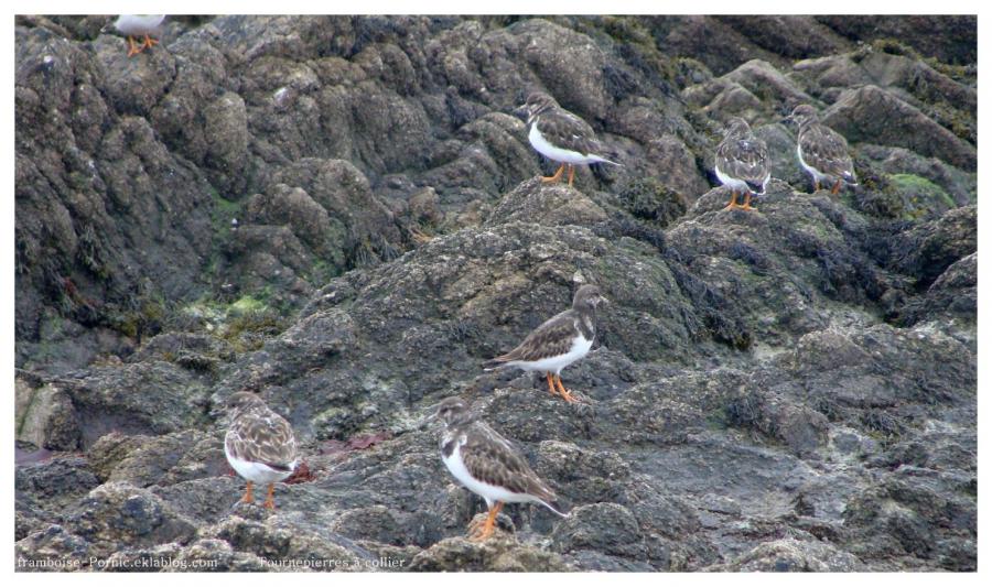 Le tournepierre à collier au Croisic 