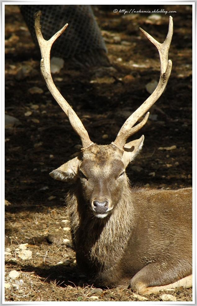 Cerf du Vietnam