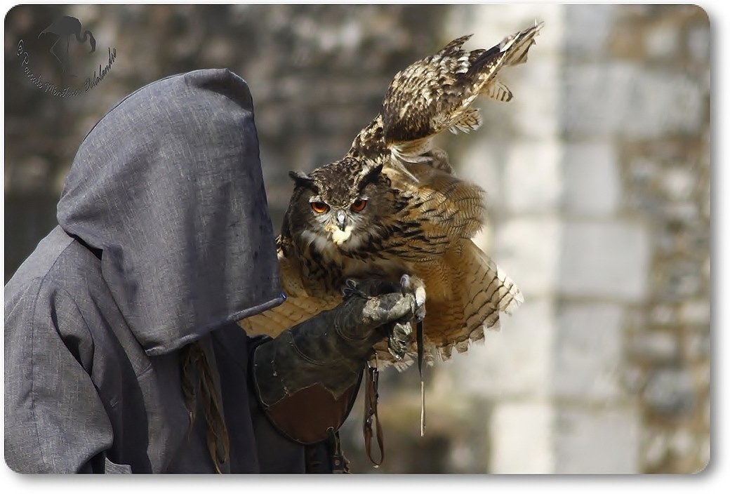Hibou Grand Duc...