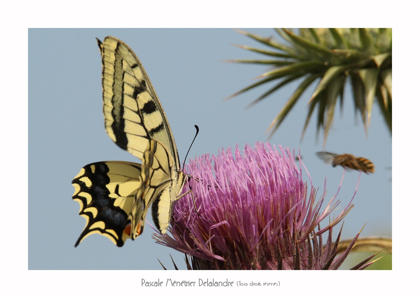 Machaon ou Grand porte-queue