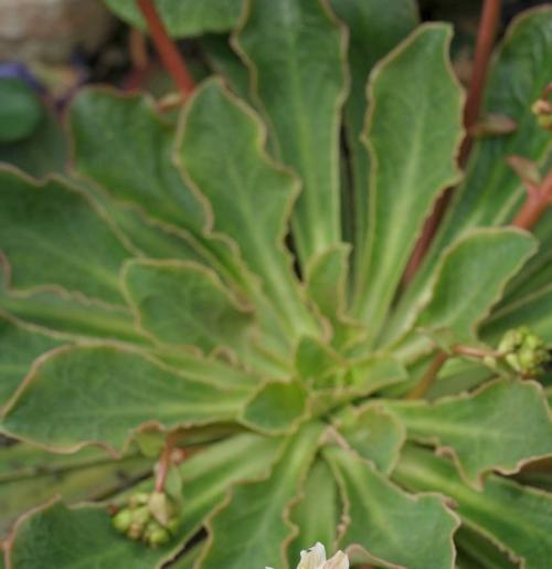Fleurs cultivées : Lewisia