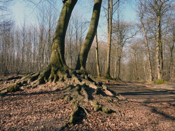 Ville d'Avray, Chaville et la forêt de Fausses Reposes