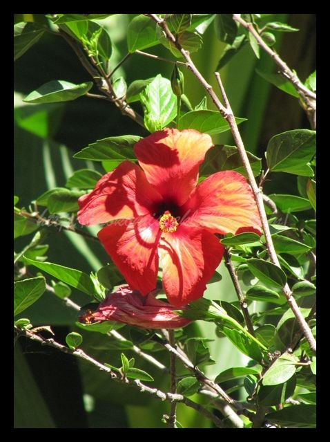Tranches de vie d'un Australian Shepherd