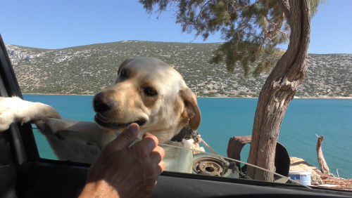 Le regard de la sentinelle