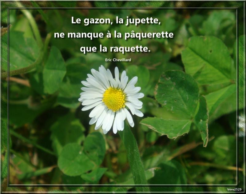 pâquerettes ...