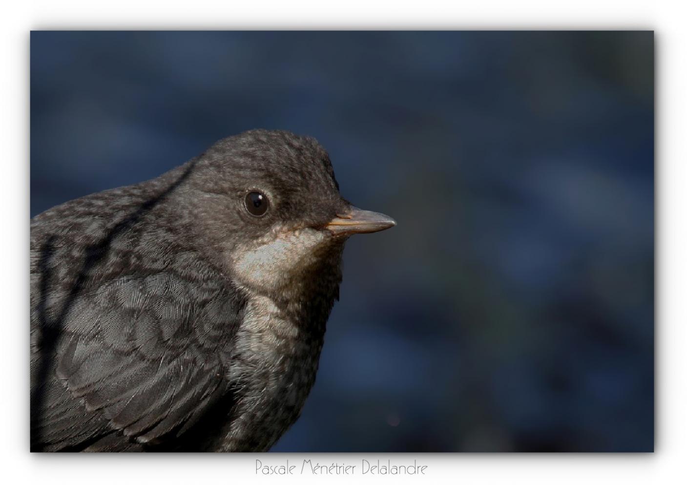 Cincles plongeurs juvéniles