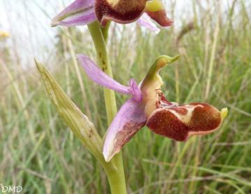 Ophrys aegirtica - ophrys du Gers