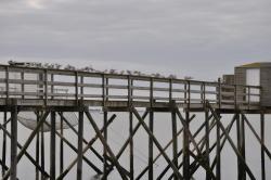 Carrelets et mouettes....