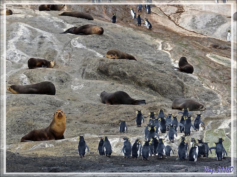 Otaries à fourrure subantarctique, ou Otarie d'Amsterdam, Subantarctic fur seals (Arctocephalus tropicalis ) - Nightingale Island - Tristan da Cunha
