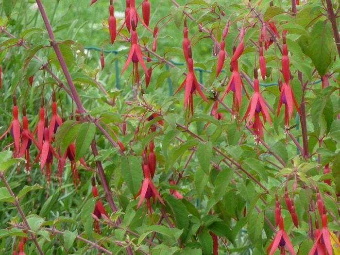 Fleurs.... "pour le plaisir des yeux" ...