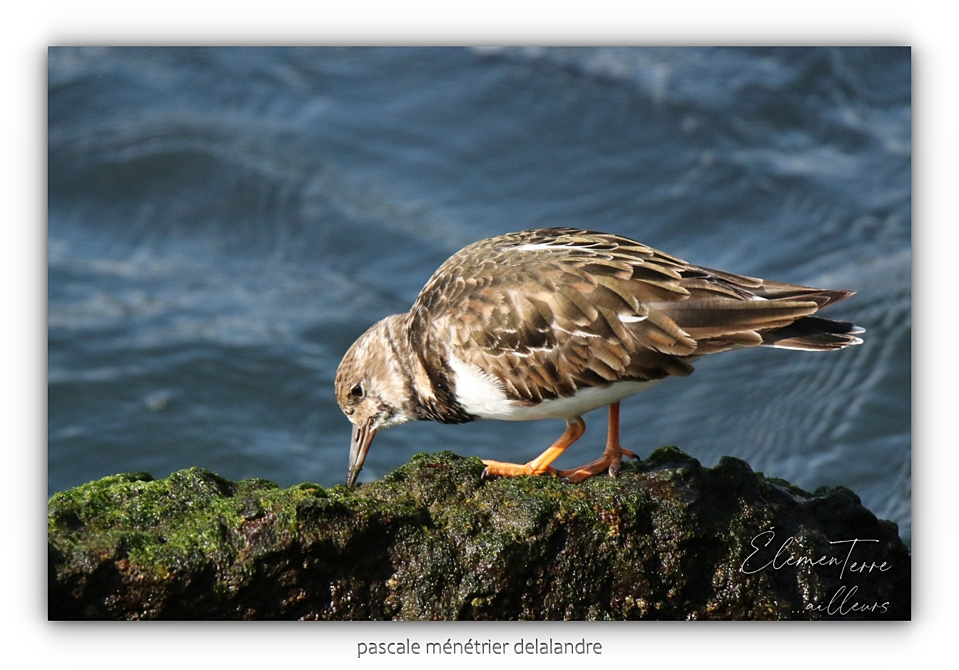 Tournepierres à collier ♂ et ♀