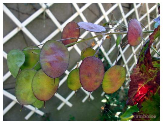 La lunaire ou monnaie du pape du jardin