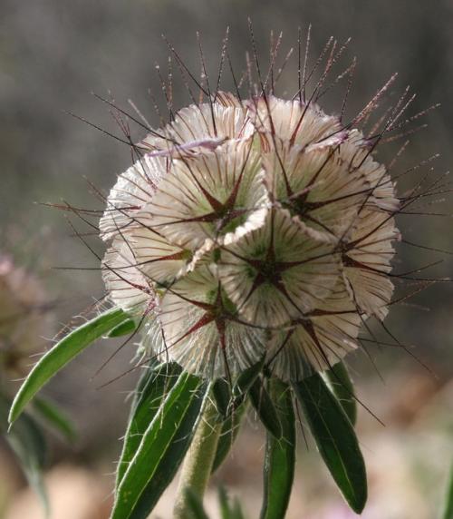 Fleurs cultivées : Scabieuse