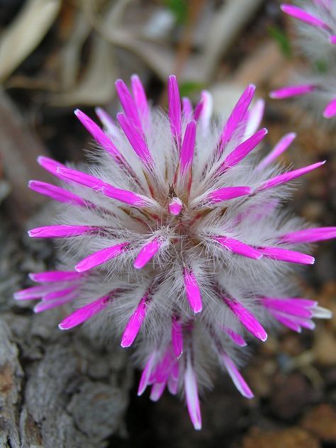 Fleurs cultivées : Ptilotus