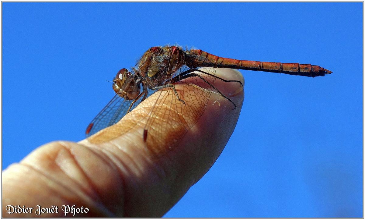 Sympétrum Strié (6) - Sympetrum striolatum / Mâle