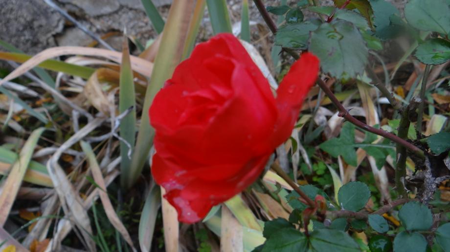 Les Dernières Roses de l'Année...