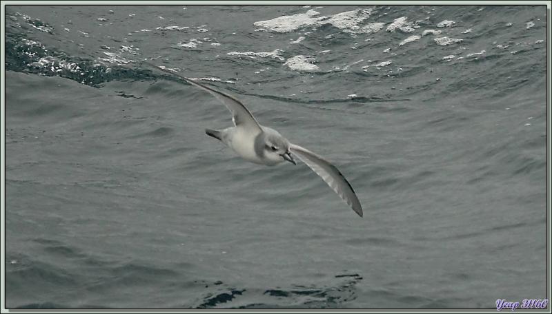 Prion de la Désolation, Antarctic Prion (Pachyptila desolata) - Géorgie du Sud