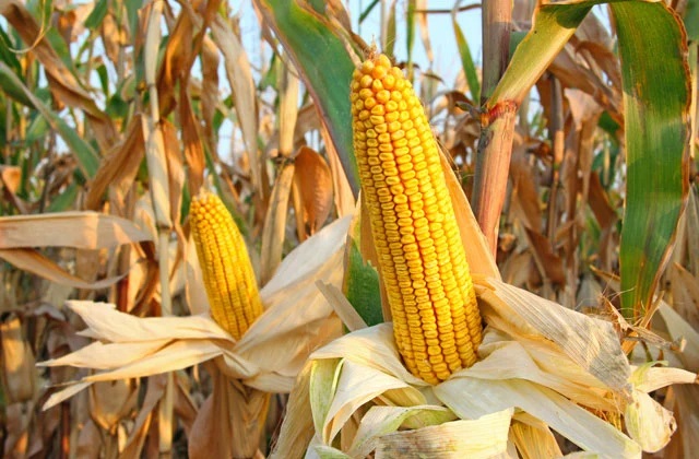 Légumes du mois de Juillet