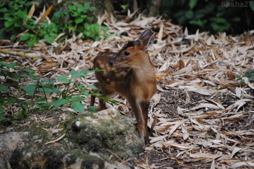 (2) Le muntjac de Reeve.