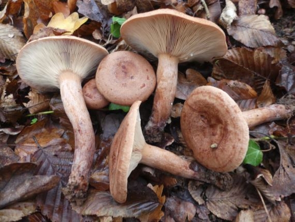 "Le champignon", une conférence de Marie-Geneviève Poillotte