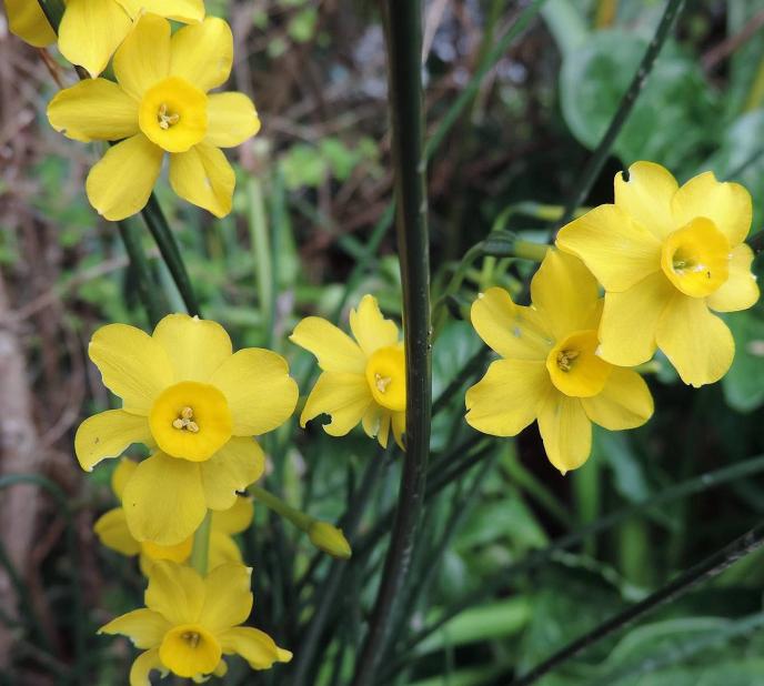 Le printemps au jardin...